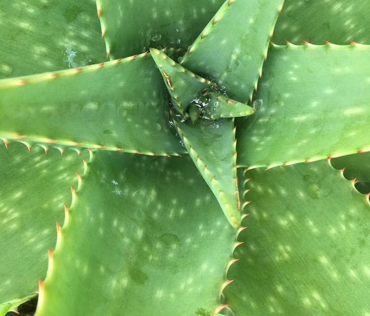 Naturens aftersun – Aloe Vera Naturens aftersun – Aloe Vera